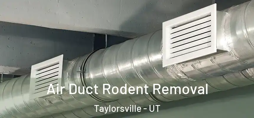 Air Duct Rodent Removal Taylorsville - UT